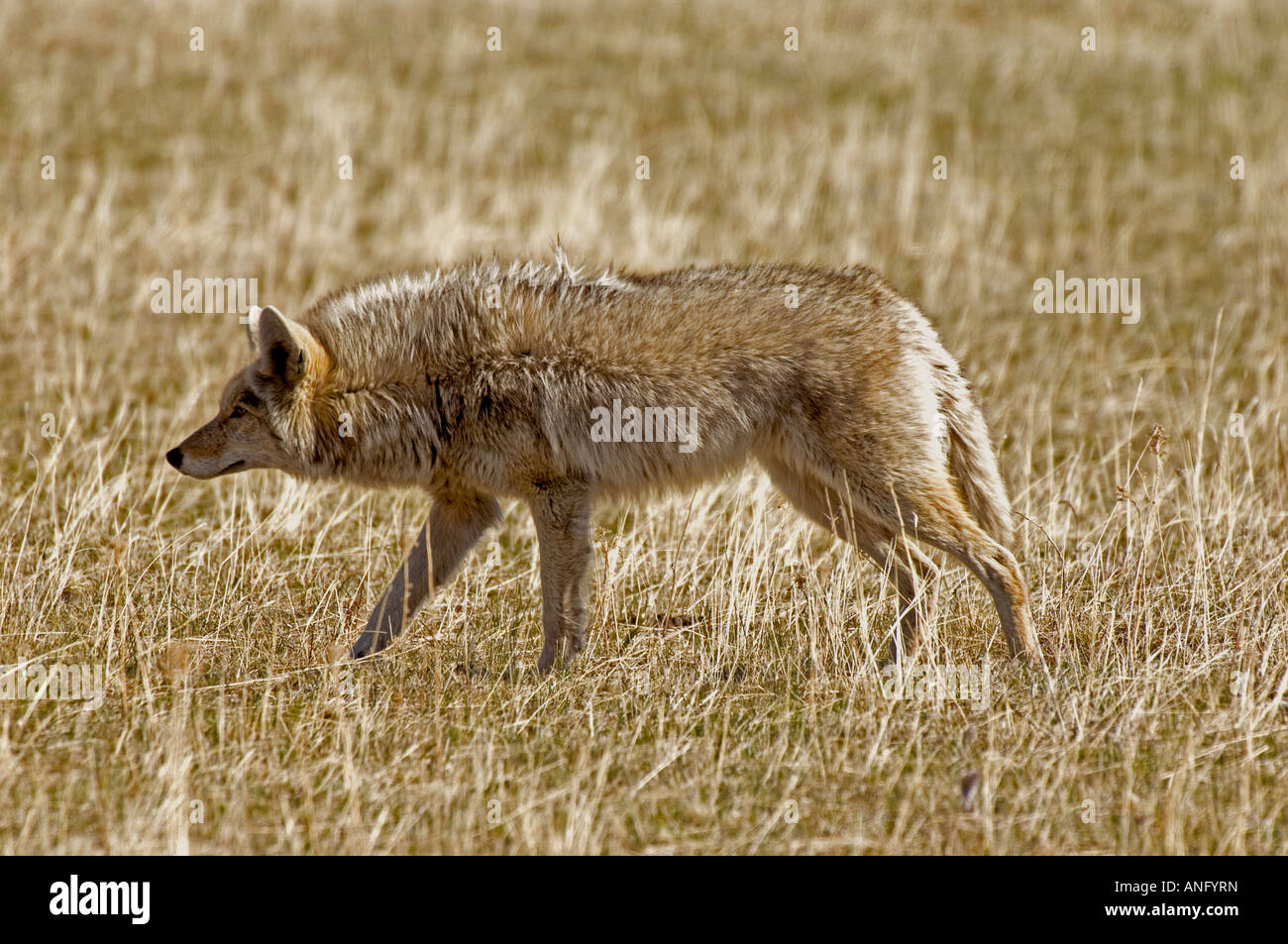Coyote (Canis latrans) adult hunting in meadow, Waterton Lakes National Park, southwest Alberta, Canada. Stock Photo