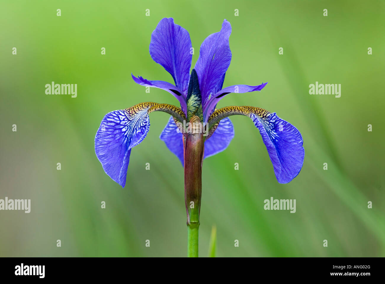 Japanese Iris (Iris japonica), Canada. Stock Photo