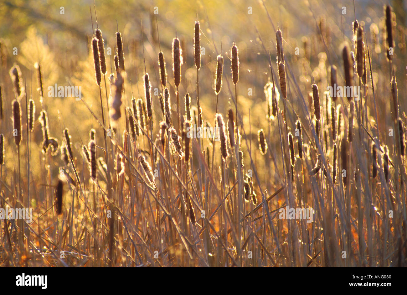 Cattail seed heads Stock Photo - Alamy