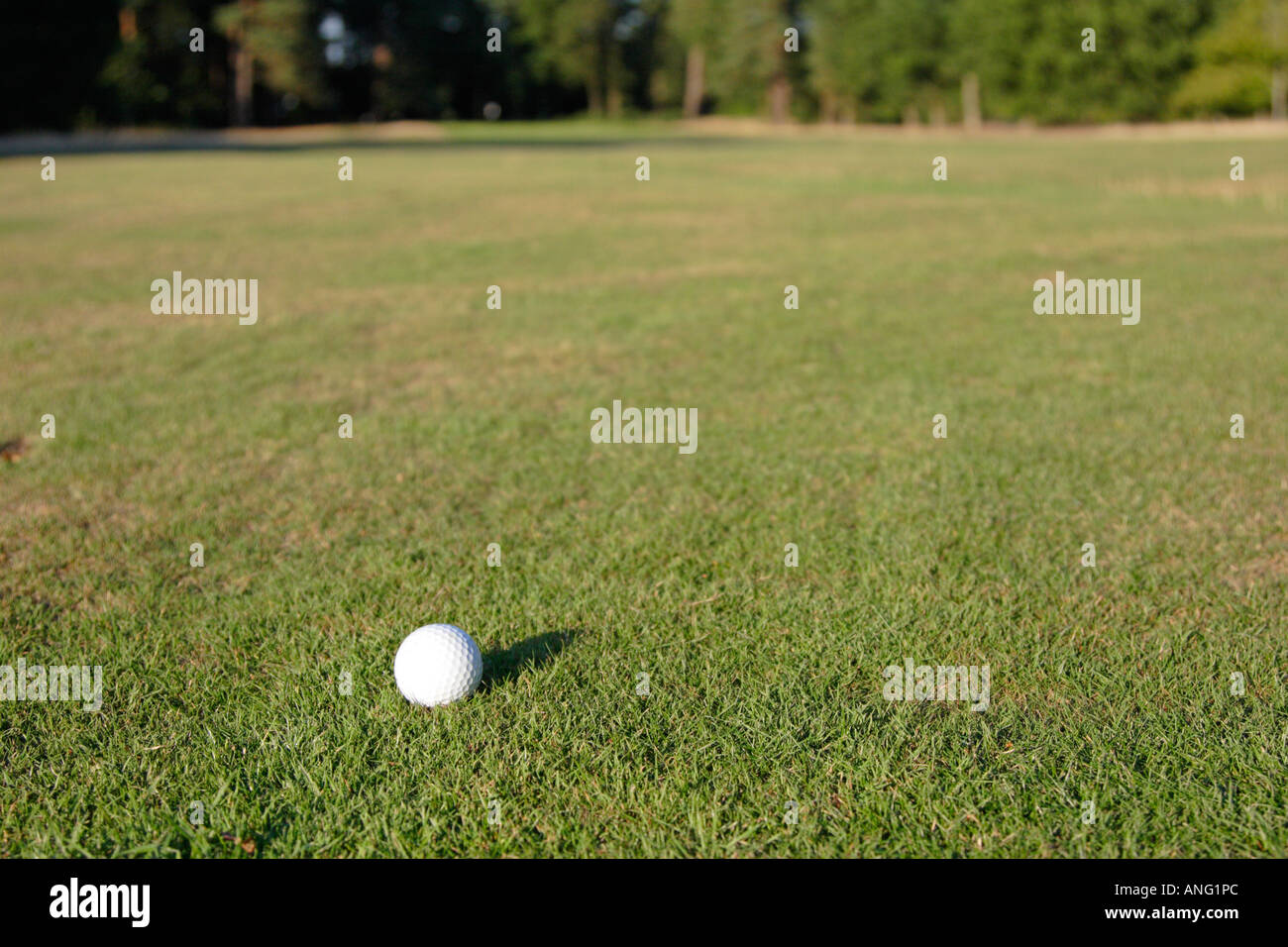 Golf ball sitting on fairway Stock Photo Alamy