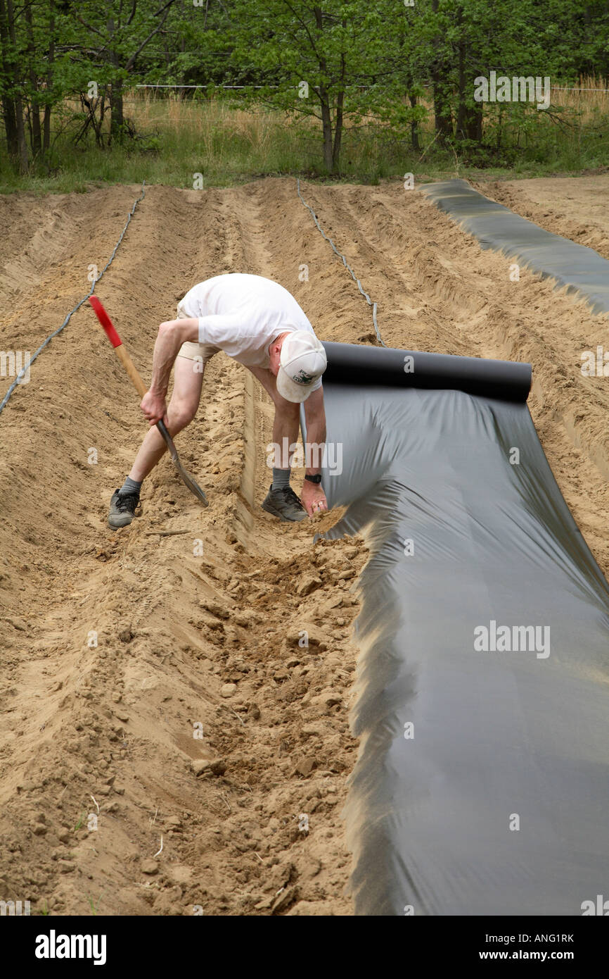 Man laying row of plastic mulch in field of small specialist organic