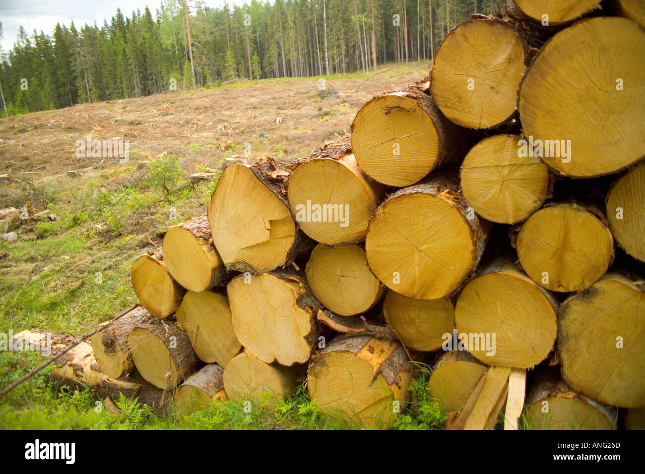 Stacked Tree Logs near Torsby in Varmland County Sweden Stock Photo
