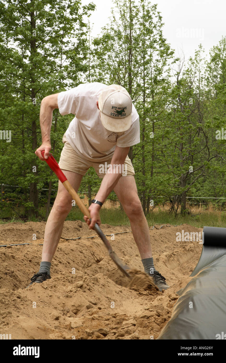 Man securing black plastic mulch edges with soil in field of small specialist organic farm Stock