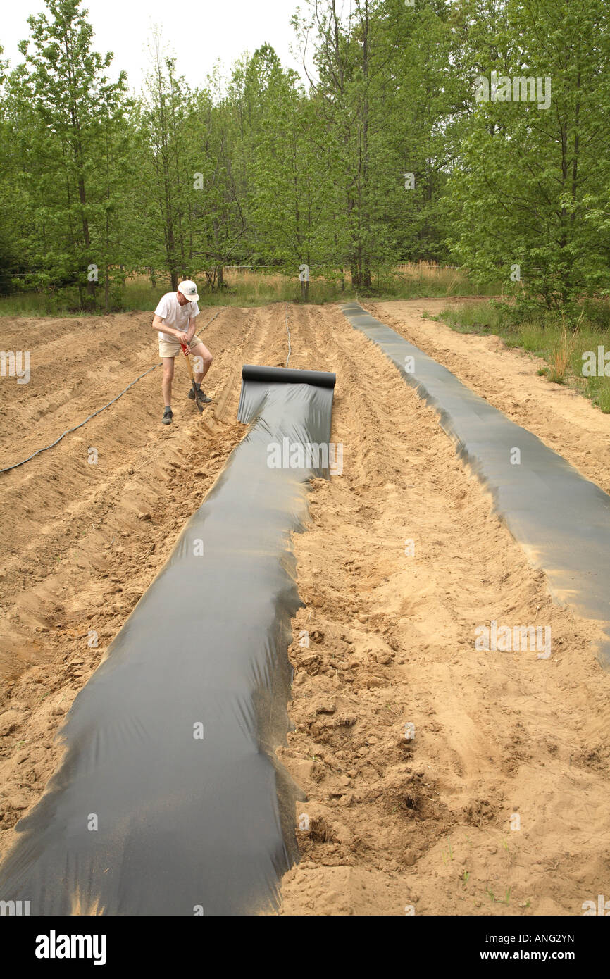 Man securing black plastic mulch edges with soil in field of small specialist organic farm Stock