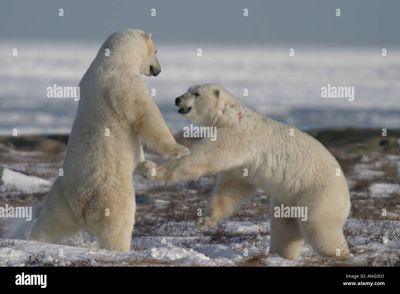 Male Polar Bears Ursus maritimus engaged in ritualistic mock fighting serious injuries are rare near Churchill northern Ma Stock Photo