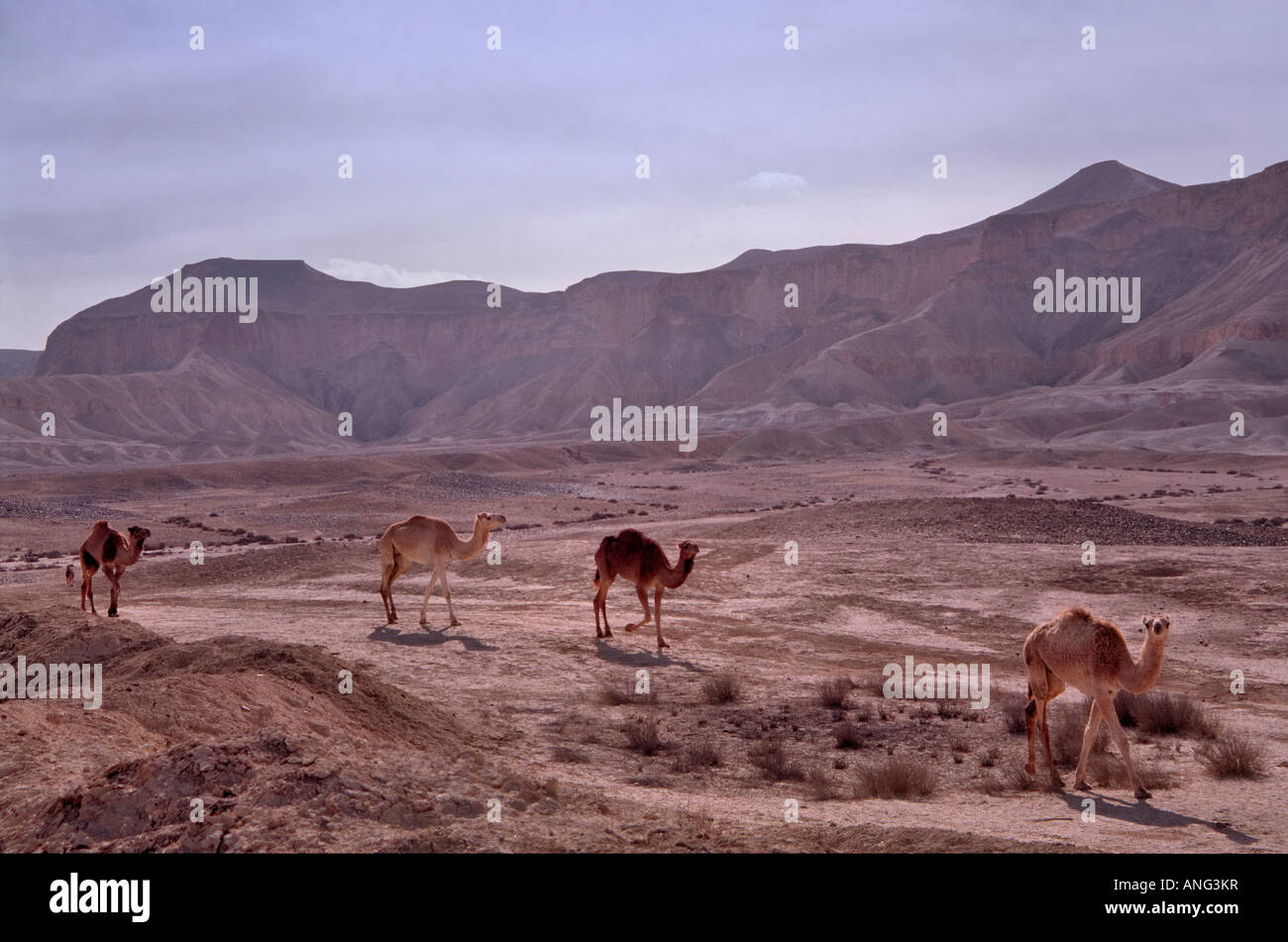 Holy land camels hi-res stock photography and images - Alamy