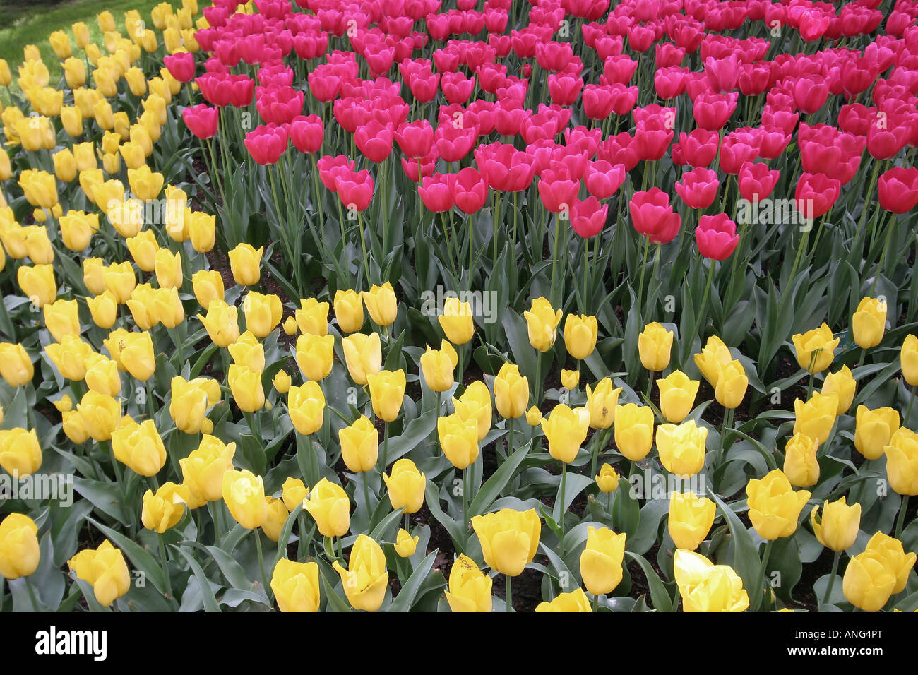 display of tulips in de Keukenhof in Holland Stock Photo - Alamy