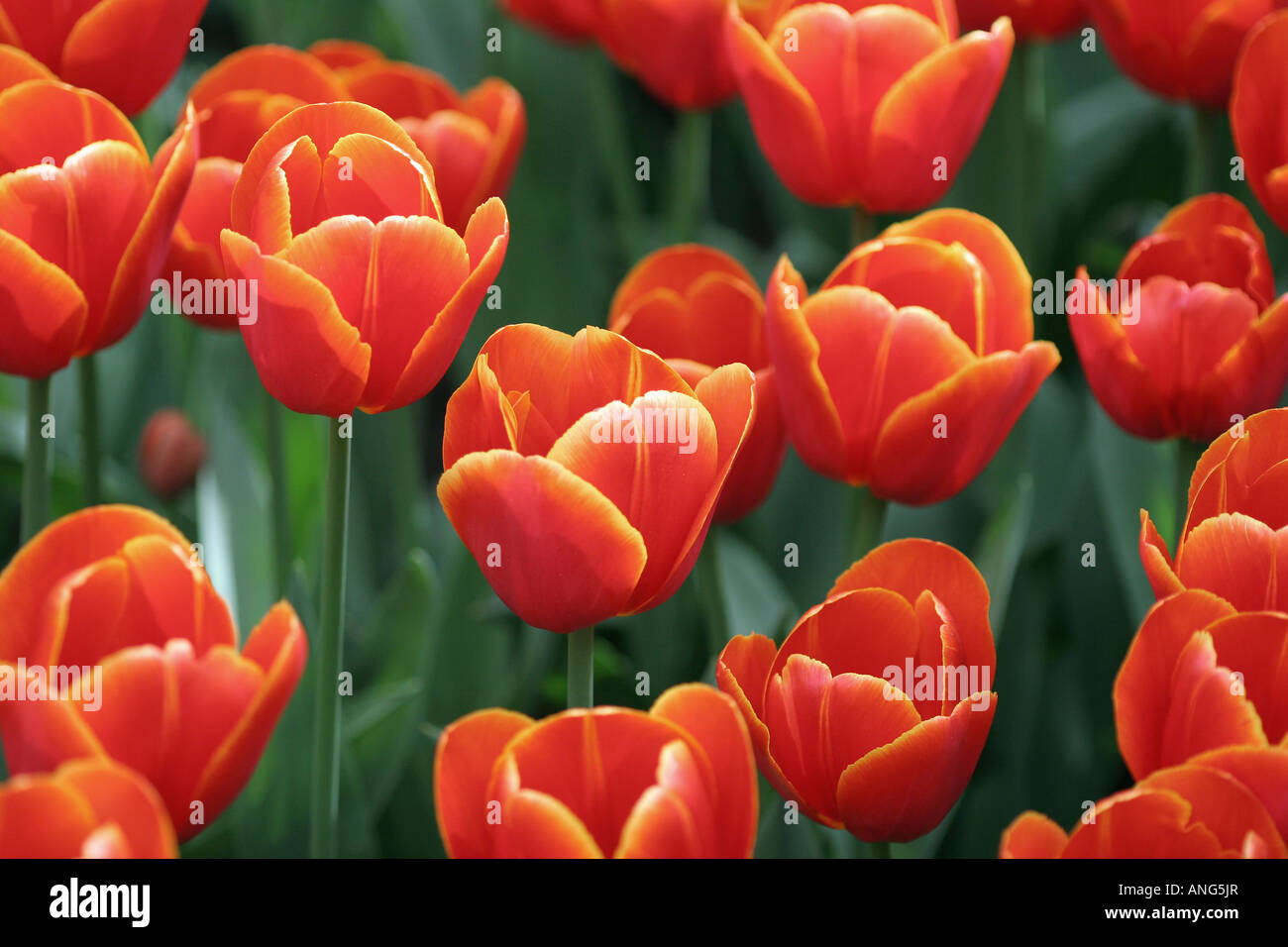 display of tulips in de Keukenhof in Holland Stock Photo - Alamy