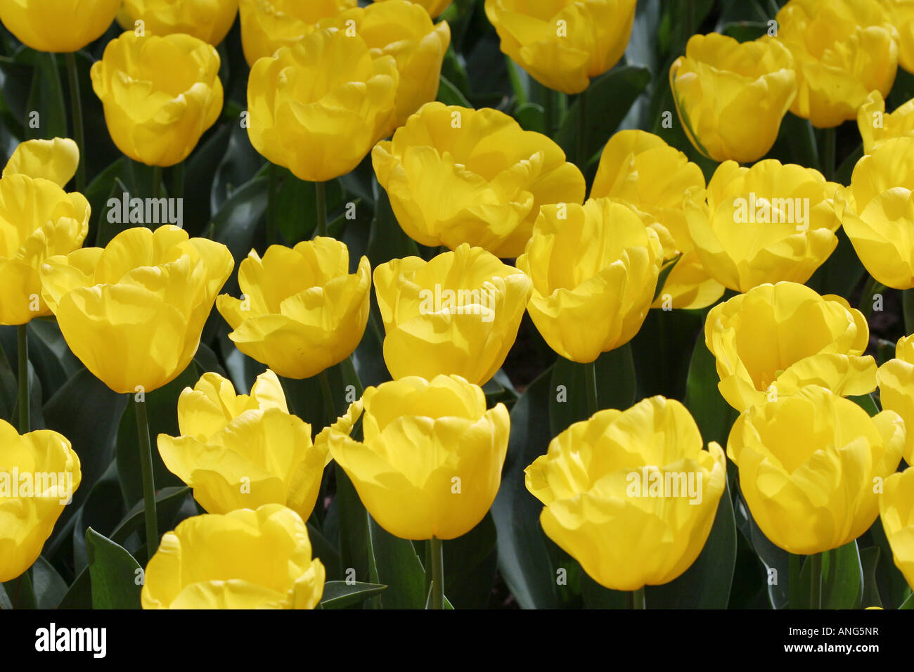 display of tulips in de Keukenhof in Holland Stock Photo - Alamy