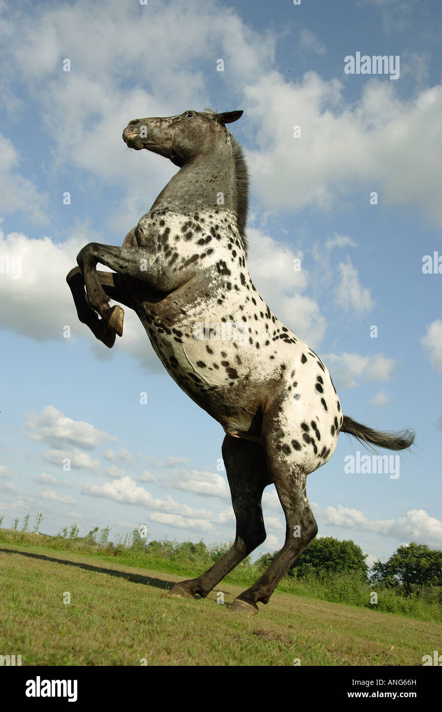 Appaloosa horse rearing hi-res stock photography and images - Alamy