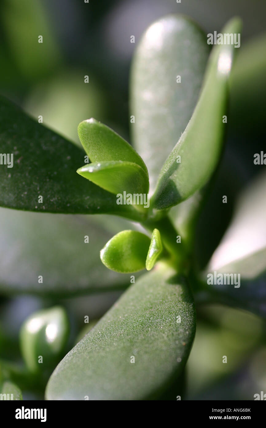 Jade plant close up Stock Photo