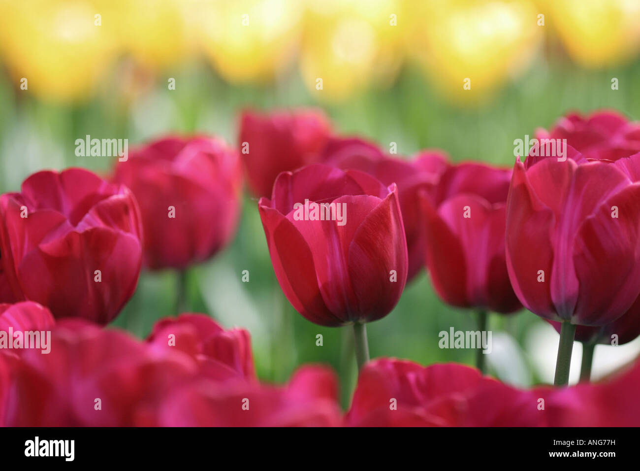 display of tulips in de Keukenhof in Holland Stock Photo - Alamy