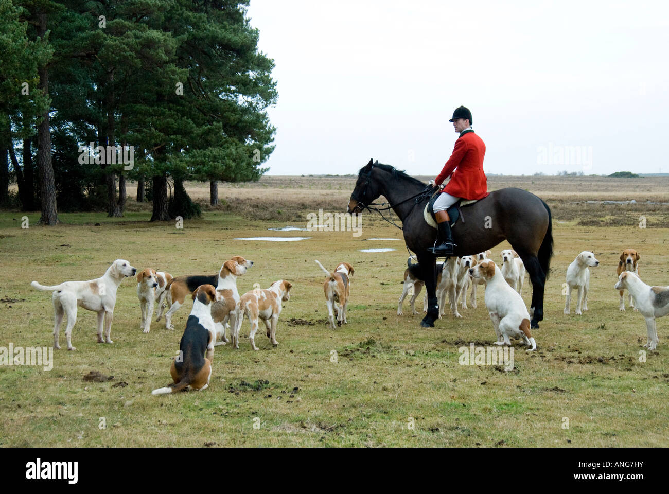 Huntsman Mike Woodhouse surrounded by the hounds of the New Forest Hounds Stock Photo