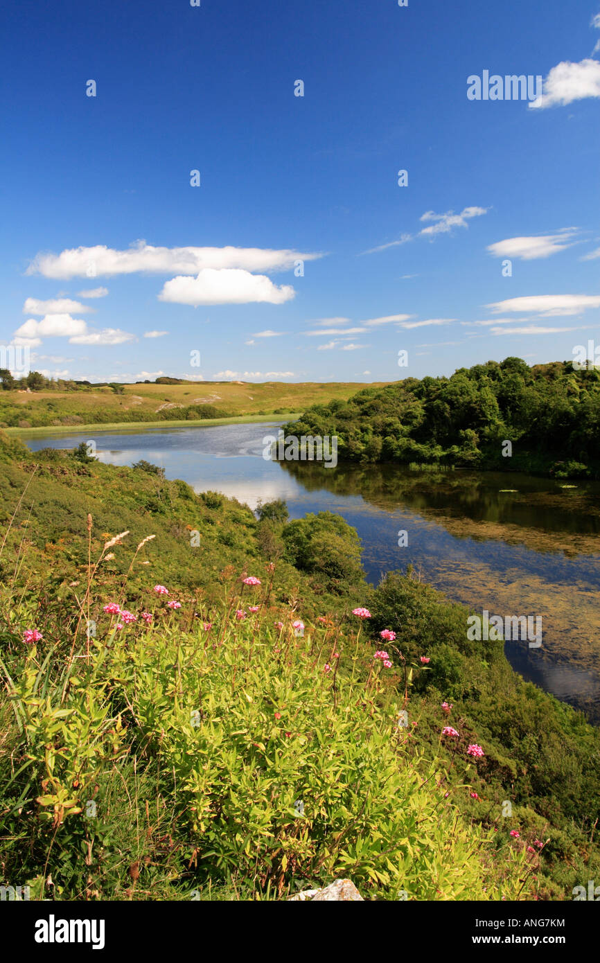 Bosherston Lily Ponds Stock Photo Alamy