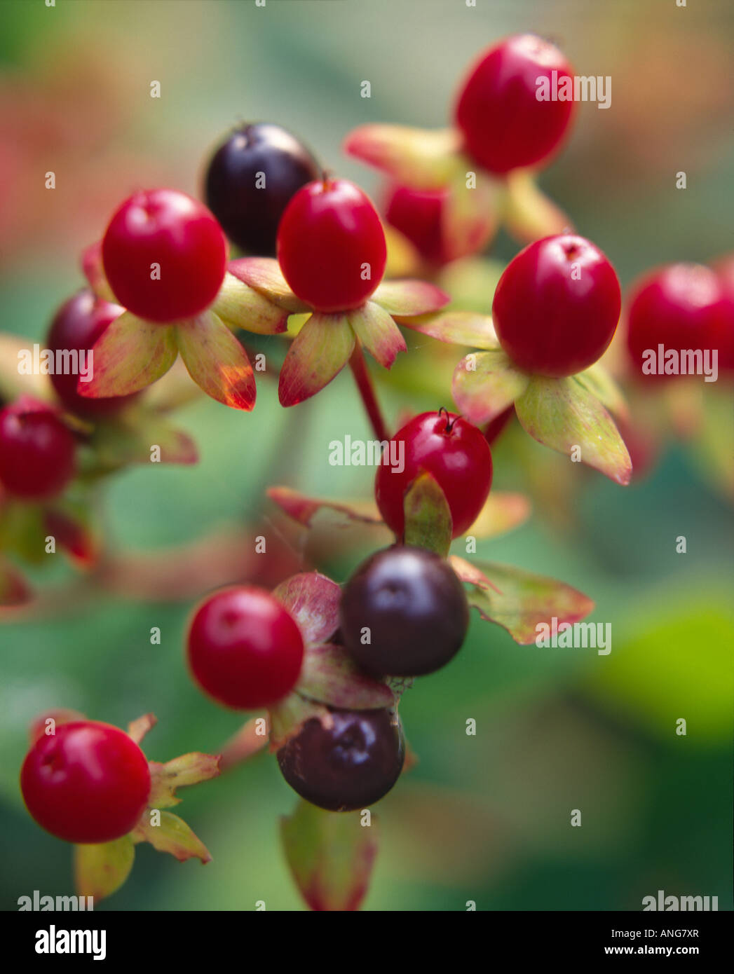 close up view of hypericum berries on the bush Stock Photo