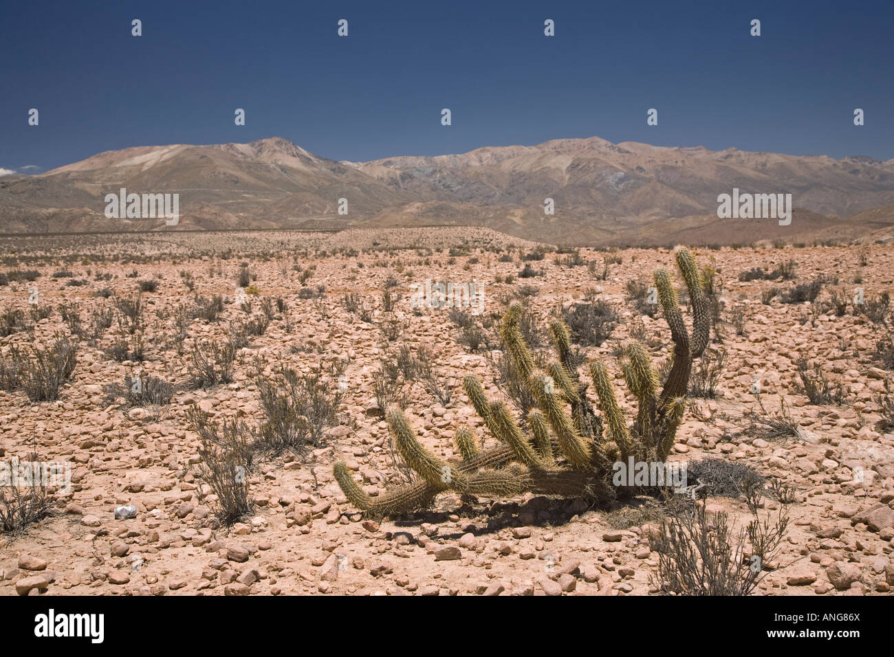 Cactus Oreocereus species in the Atacama Desert along Highway 11 Chile Stock Photo