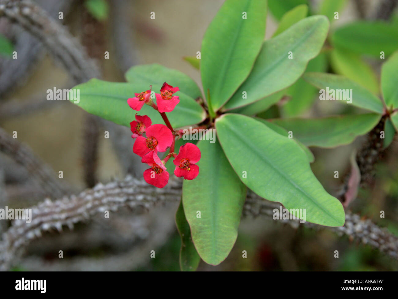 Coronne des Epines Euphorbia milii var splendens Euphorbiaceae Madagascar Stock Photo