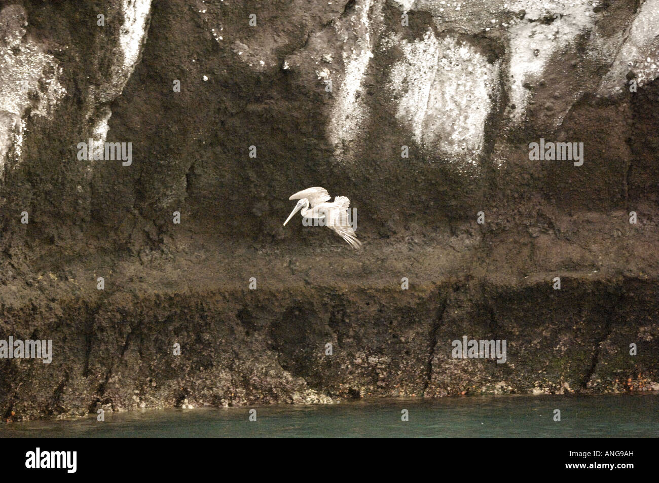 Pelican Galapagos Islands Gardner Bay Isla Gardner Stock Photo Alamy