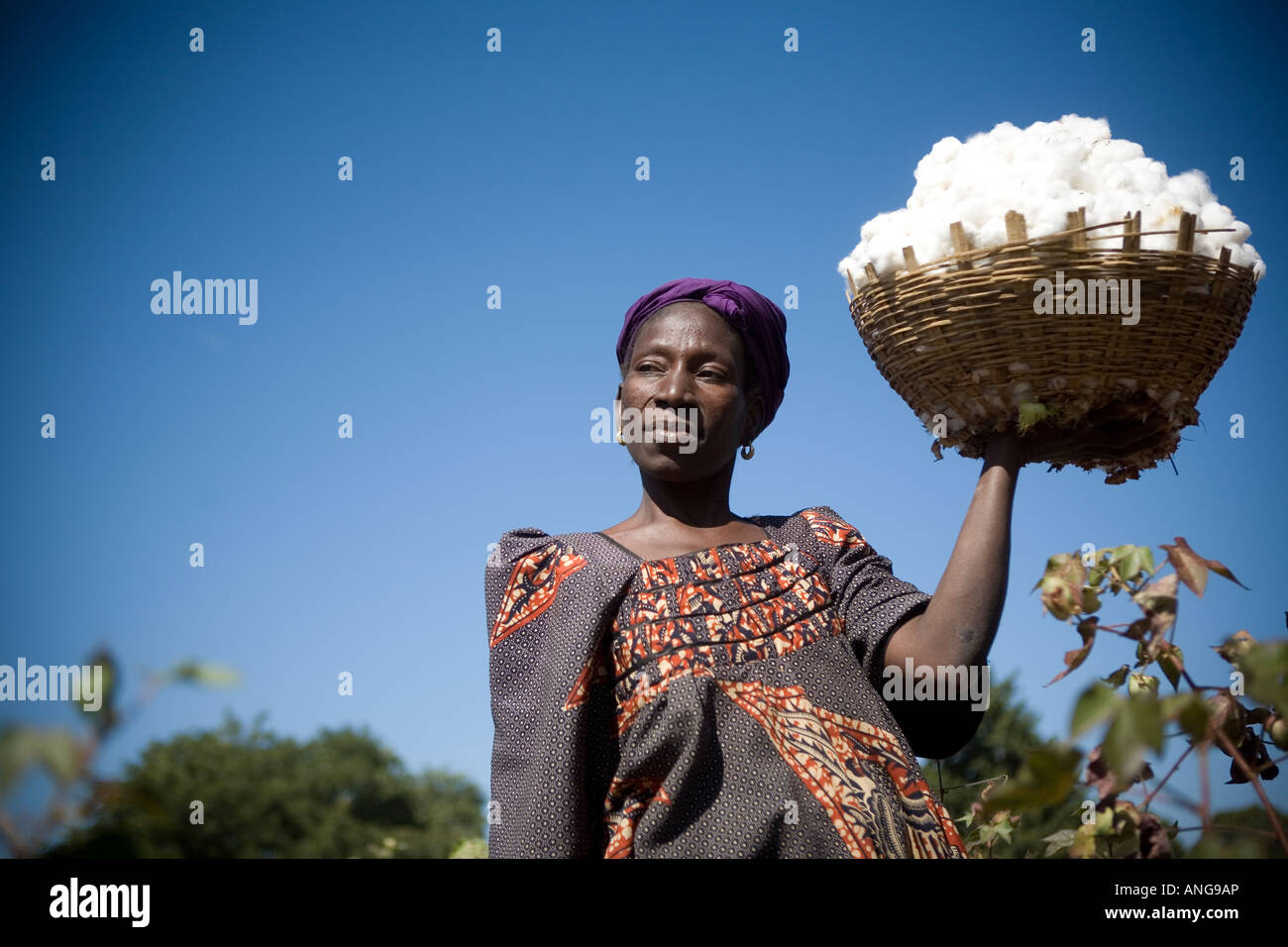 Fairtrade farmer picking cotton in hi-res stock photography and images ...