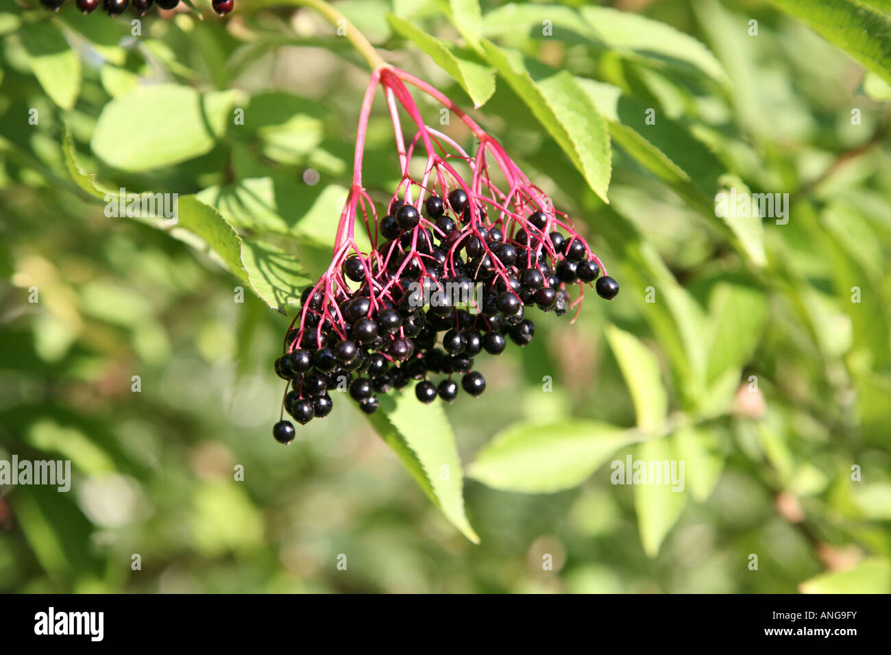 Elderberry Fruit Stock Photo