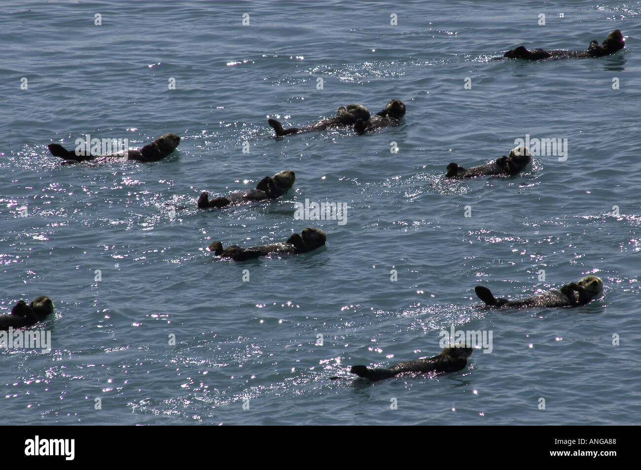 sea otters Alaska Stock Photo - Alamy