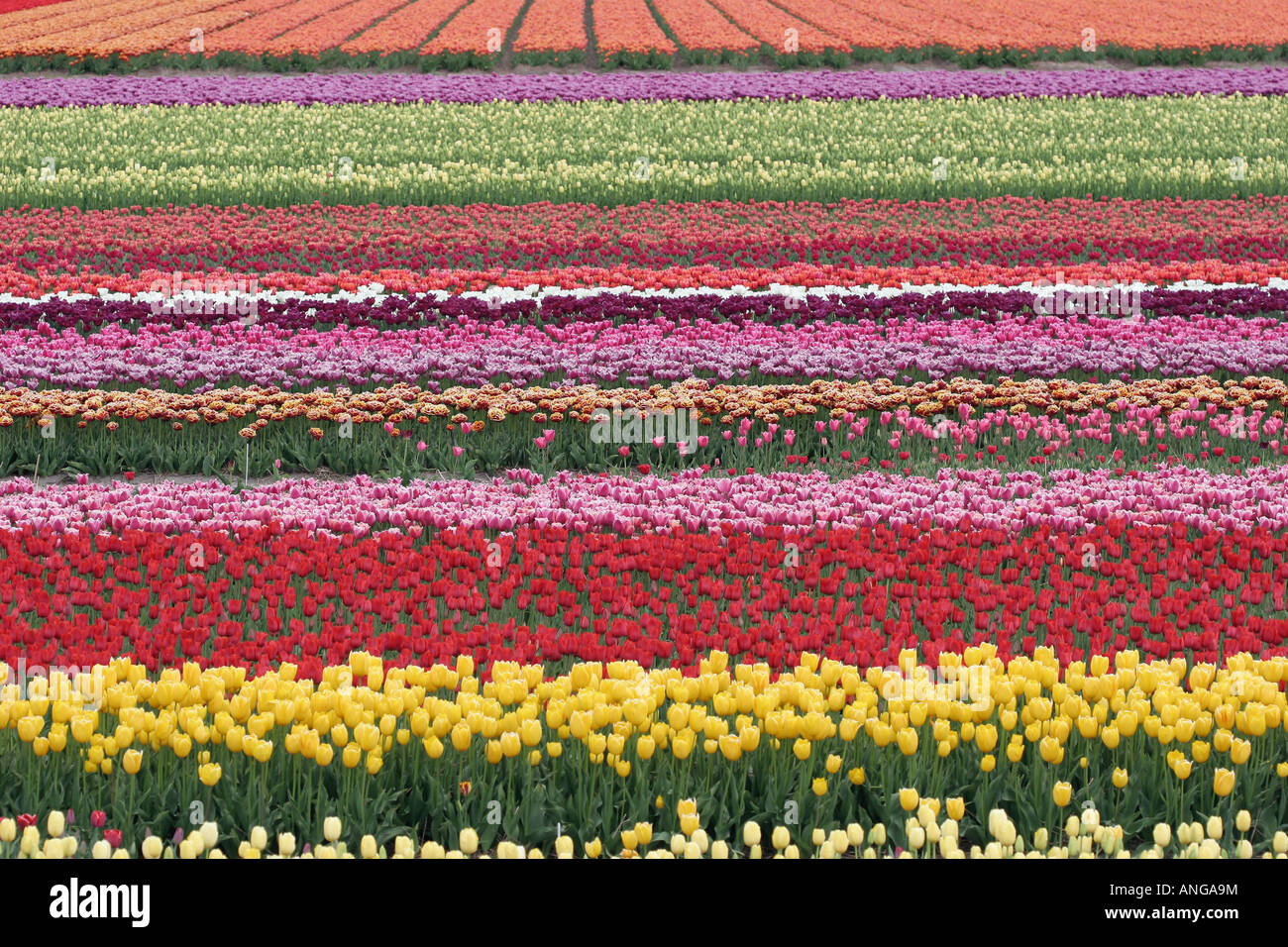 Holland rows growing plants hi-res stock photography and images - Alamy