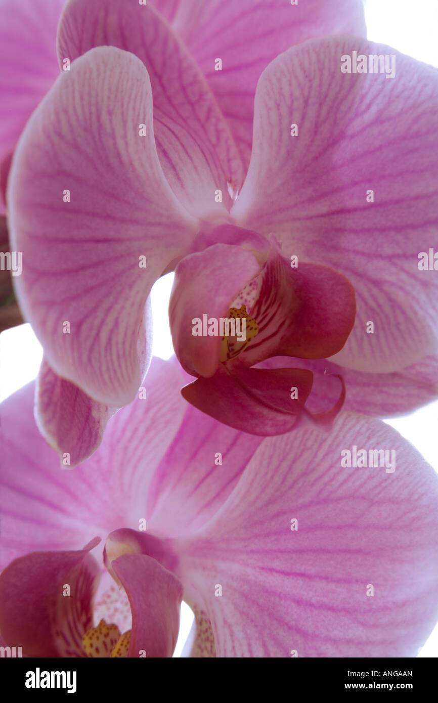 closeup view of pink orchid phalaenopsis Stock Photo