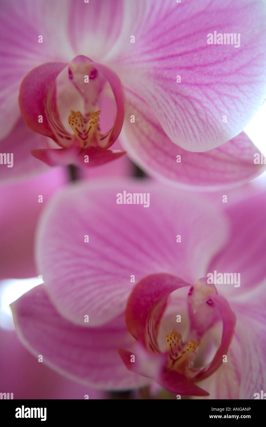 closeup view of pink orchid phalaenopsis Stock Photo
