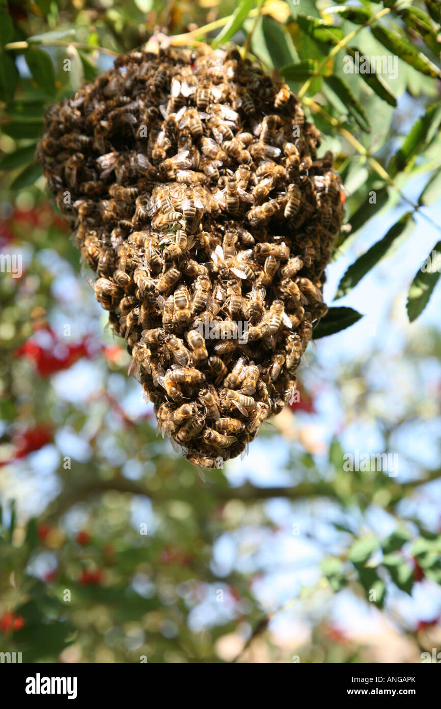 Bees class hi-res stock photography and images - Alamy