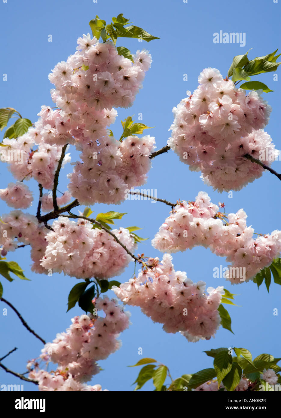 pink cherry blossom viewd against a clear blue sky Stock Photo - Alamy