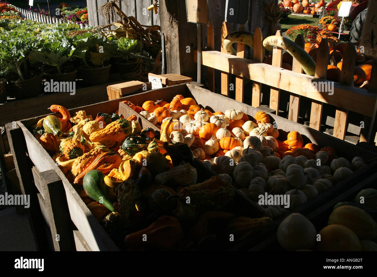 Pumpkins at Sugar Shack Farm Stand North Hadley Connecticut River