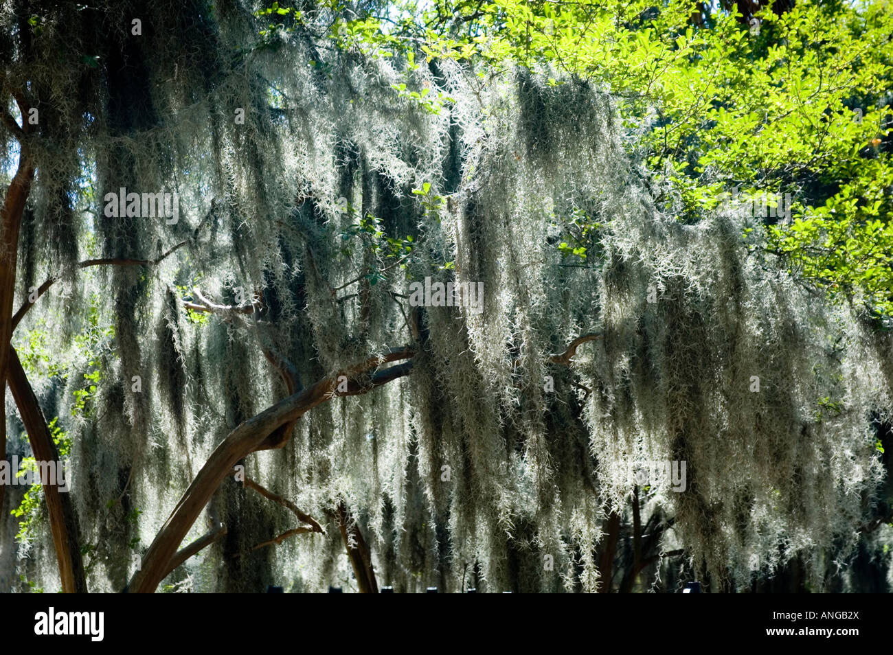 Spanish Moss Savannagh South Carolina Stock Photo Alamy