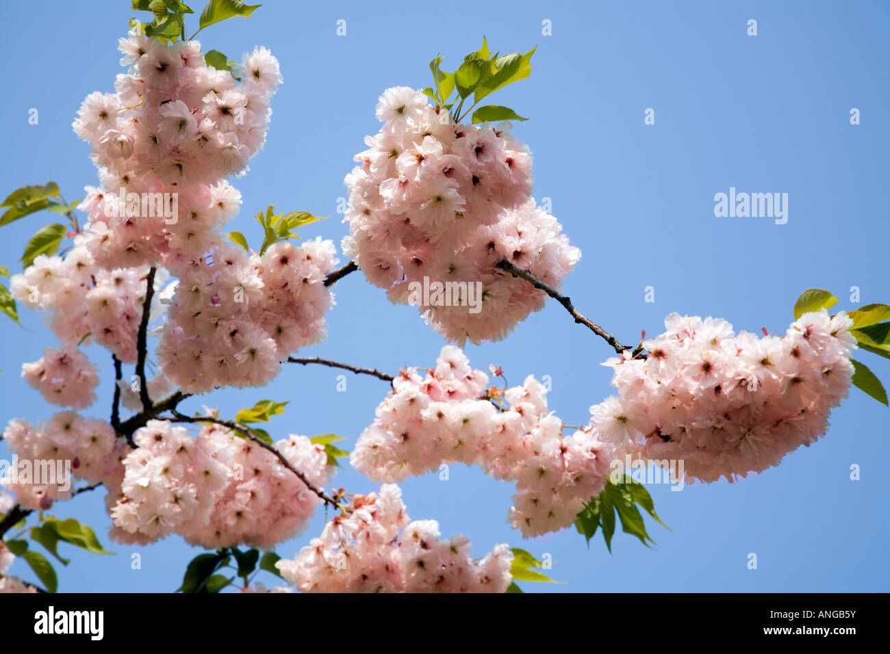 pink cherry blossom viewed against a clear blue sky Stock Photo - Alamy