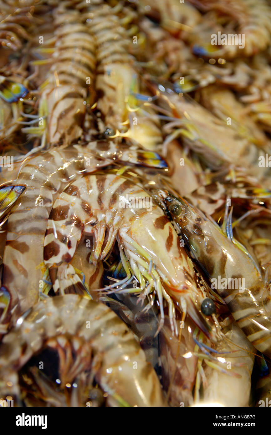 Scharfes Hühnchen, das ich letztes Jahr in Chengdu in der Provinz Sichuan,  China, gegessen habe. Ich bin mir ziemlich sicher, dass in diesem Gericht  mehr Pfeffer und Chili als Hühnchen drin waren., image size:866x1390