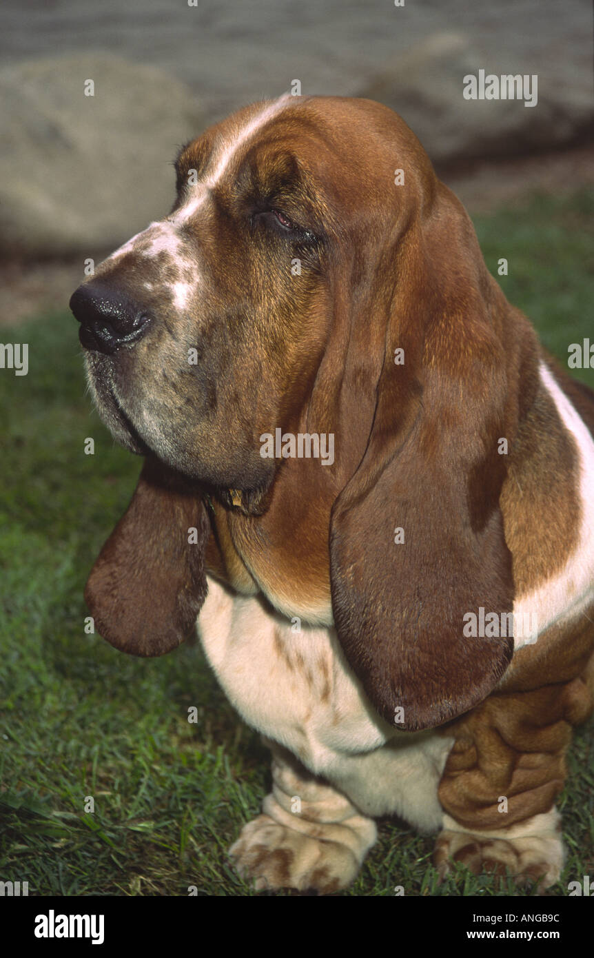 Basset hound drool hires stock photography and images Alamy
