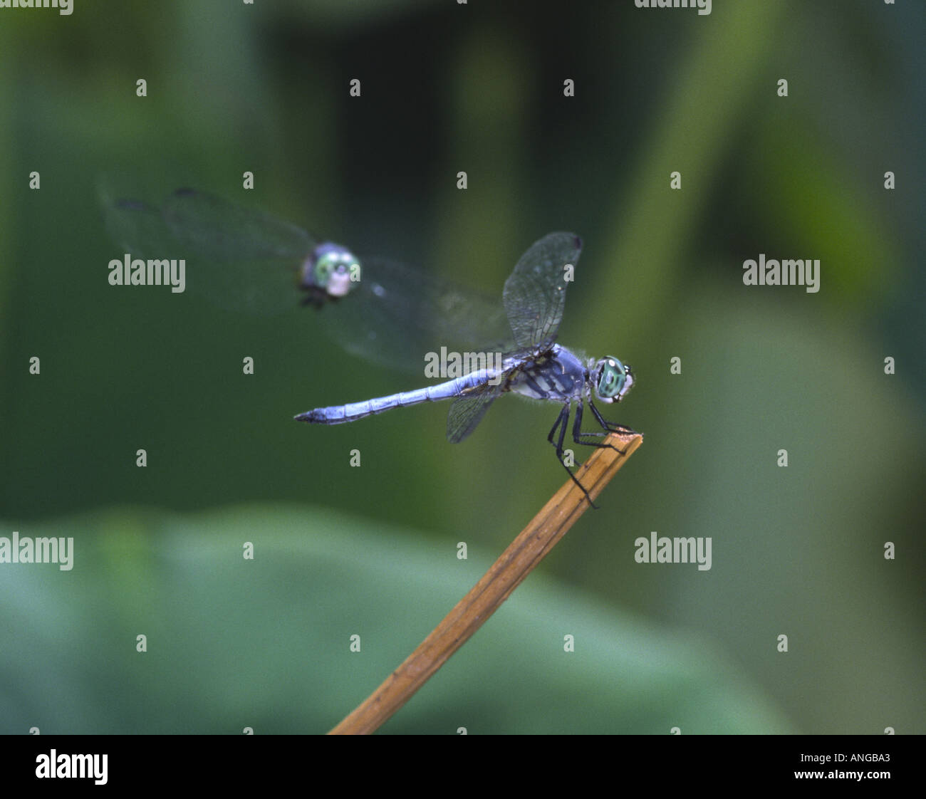 Blue dragonflies hires stock photography and images Alamy