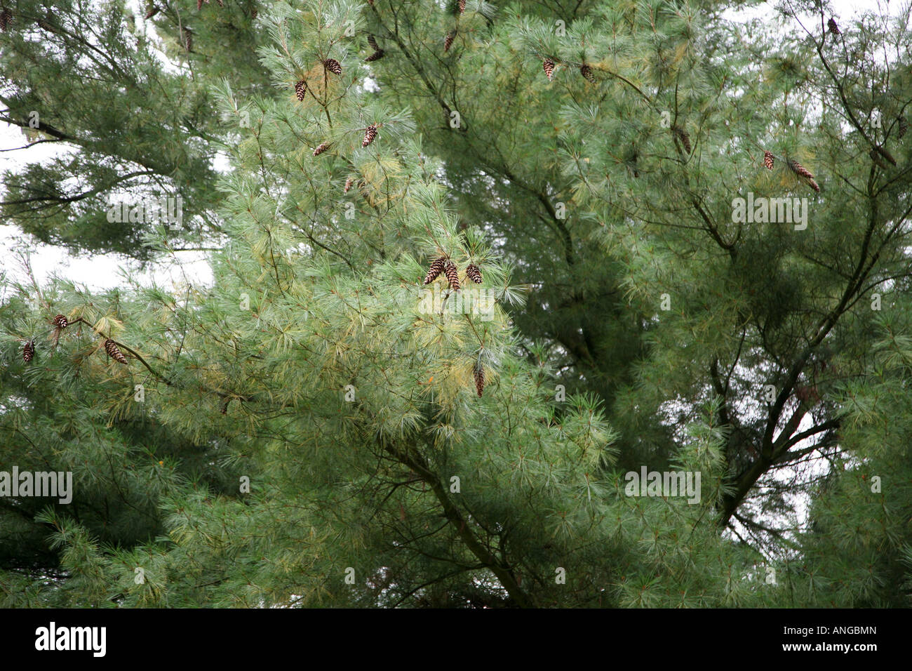 pine, cones in tree Stock Photo