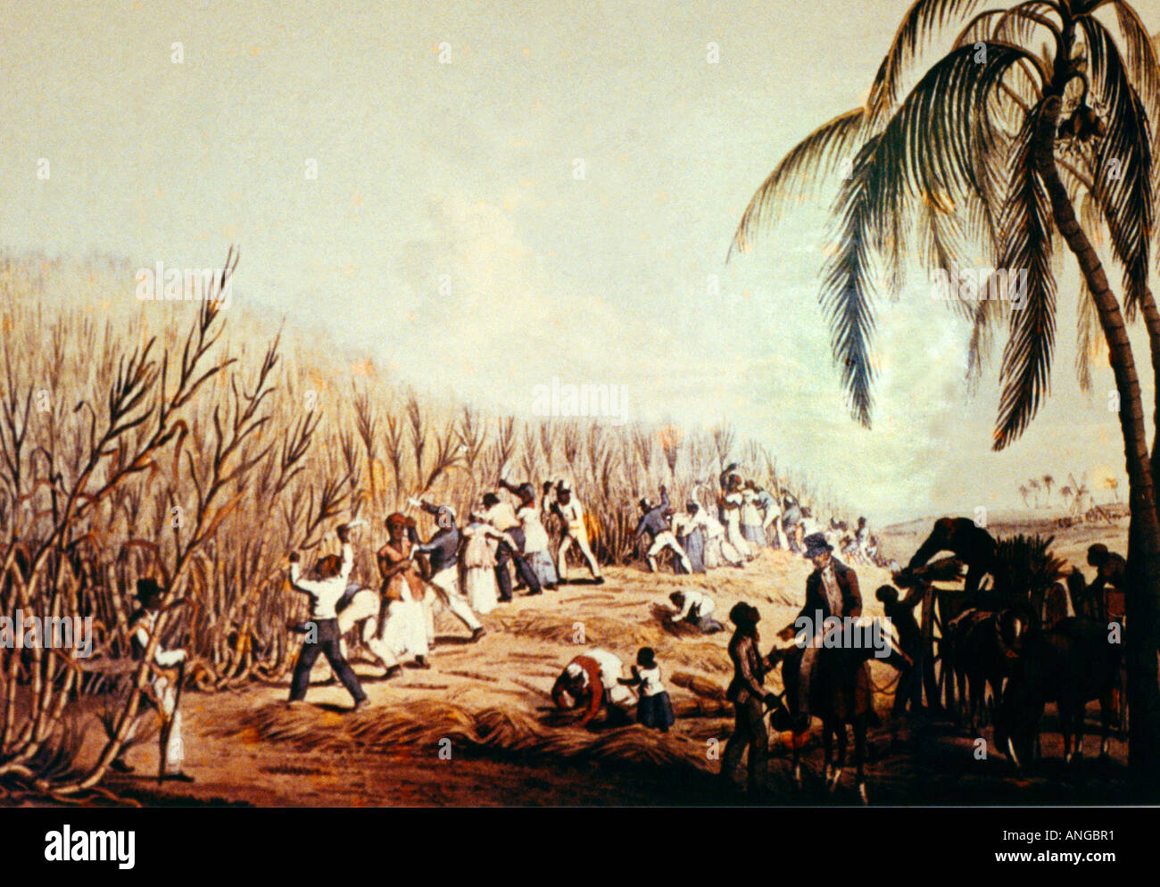 Bettys Hope Antigua Sugar Mill Slaves - Harvesting Cane 19 Century Painting In Bettys Hope Museum Stock Photo