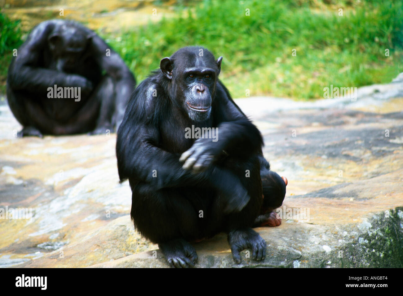 Sydney NSW Australia Taronga Zoo Chimpanzees Stock Photo