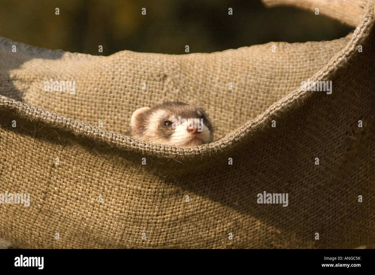 Martes Martes Stock Photo 15521022 Alamy