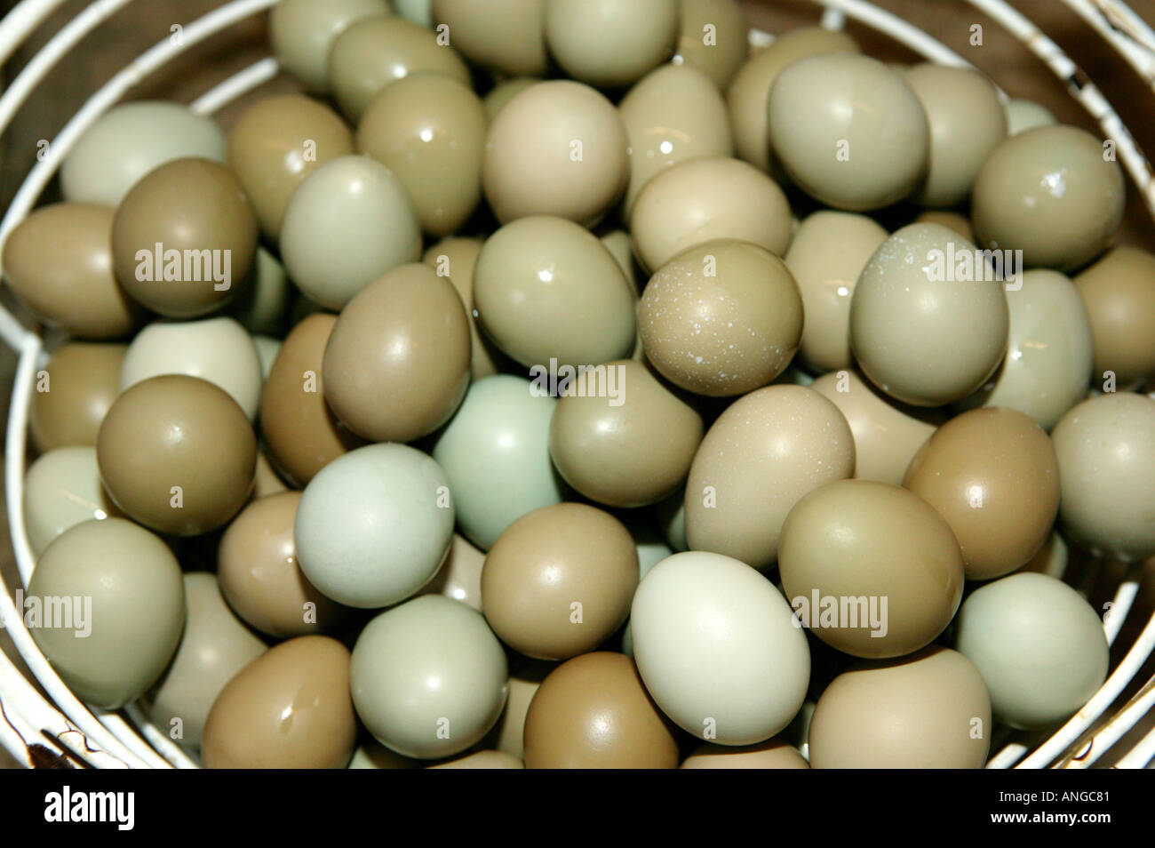 Washed Pheasant Eggs Stock Photo Alamy