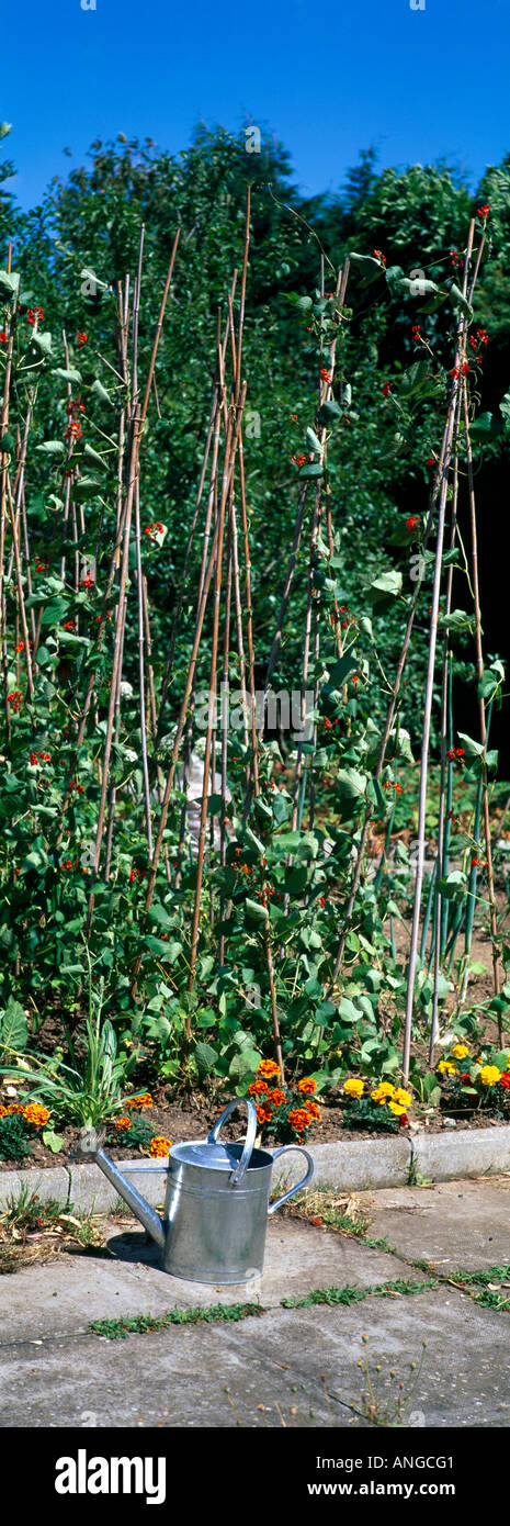 Runner Beans Growing in Garden Stock Photo