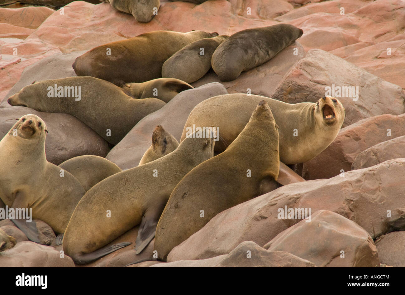 Cape fur seals on rocky Atlantic shore at Cape Cross in National West Coast Tourist Recreation Area of Namibia Stock Photo