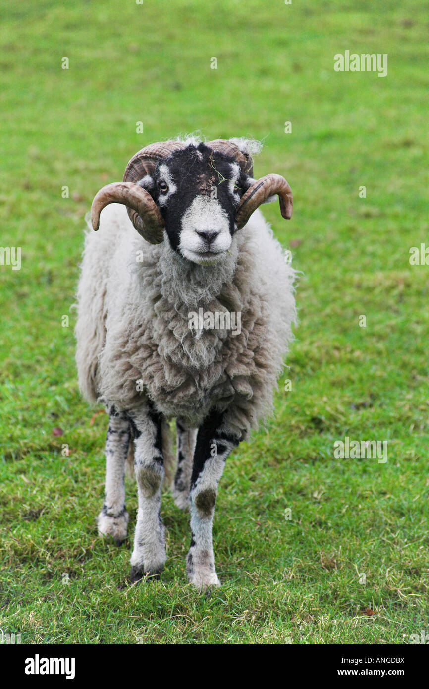 A Ram. Capesthorne Hall, Siddington, Cheshire, United Kingdom Stock ...