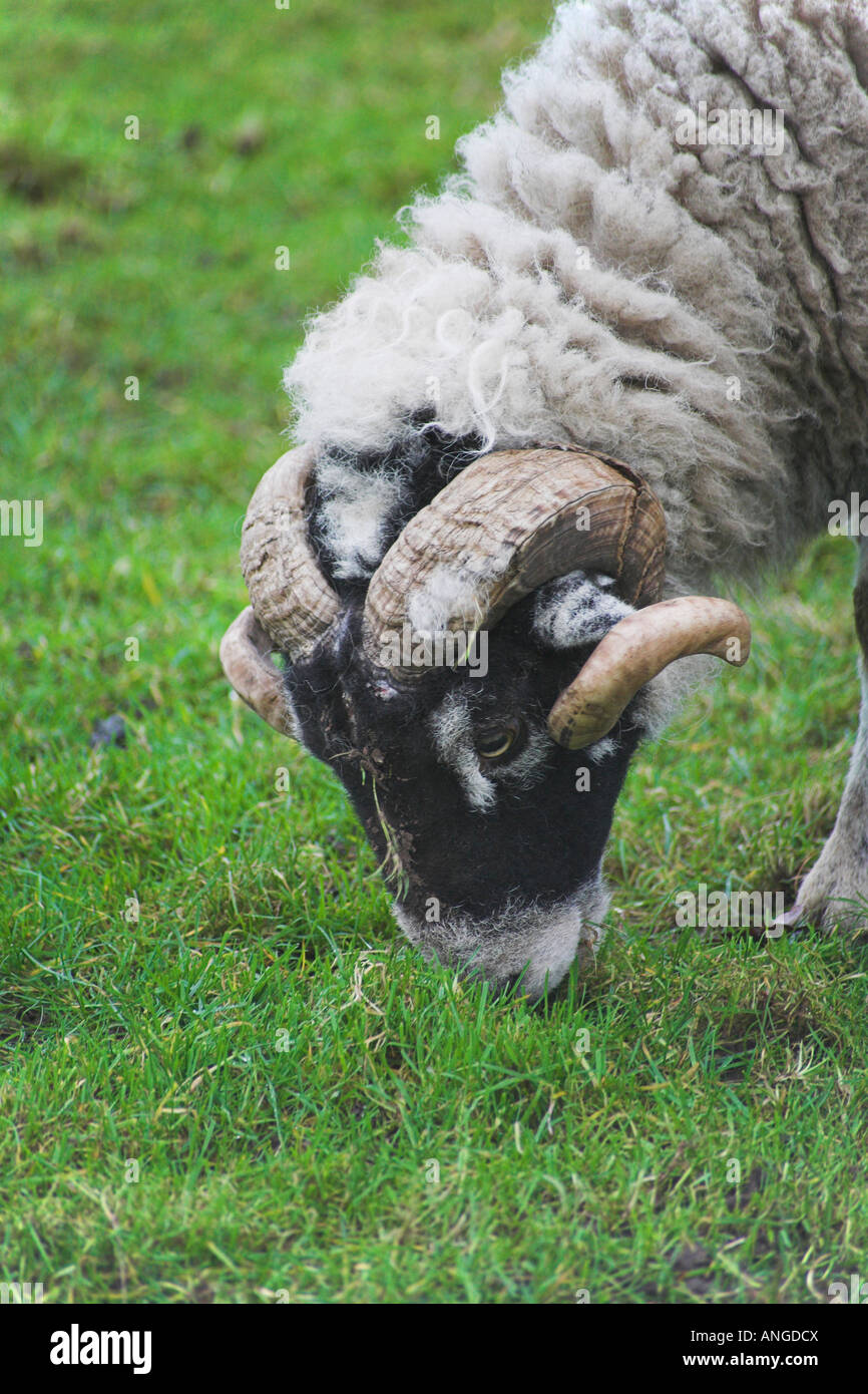 A Ram. Capesthorne Hall, Siddington, Cheshire, United Kingdom Stock ...