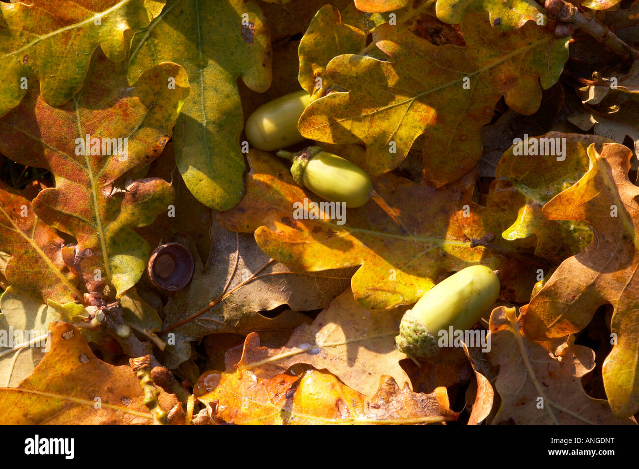 Acorn oak leaves english hi-res stock photography and images - Alamy