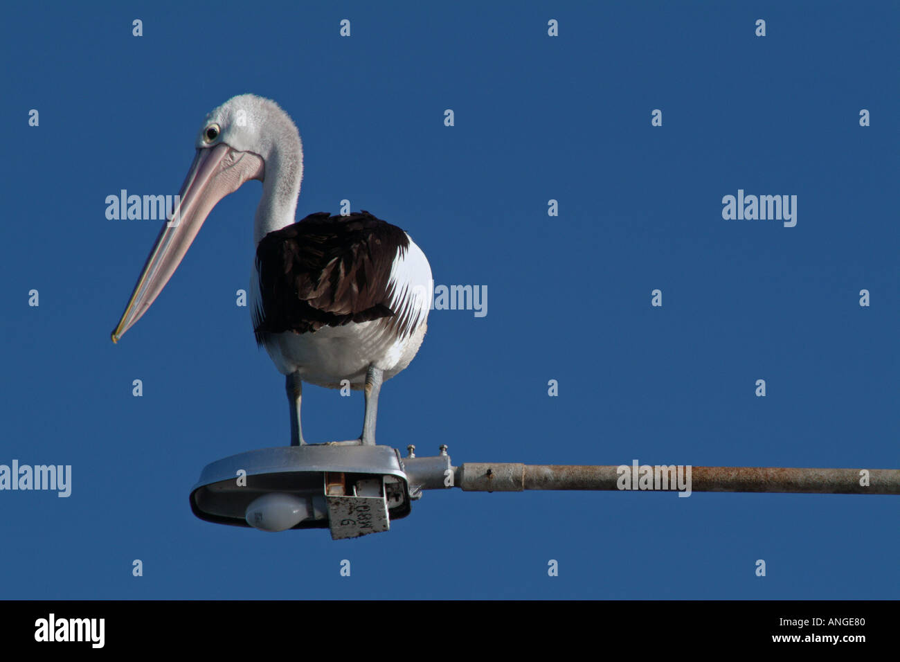 Pelican on LIGHT Pole Stock Photo