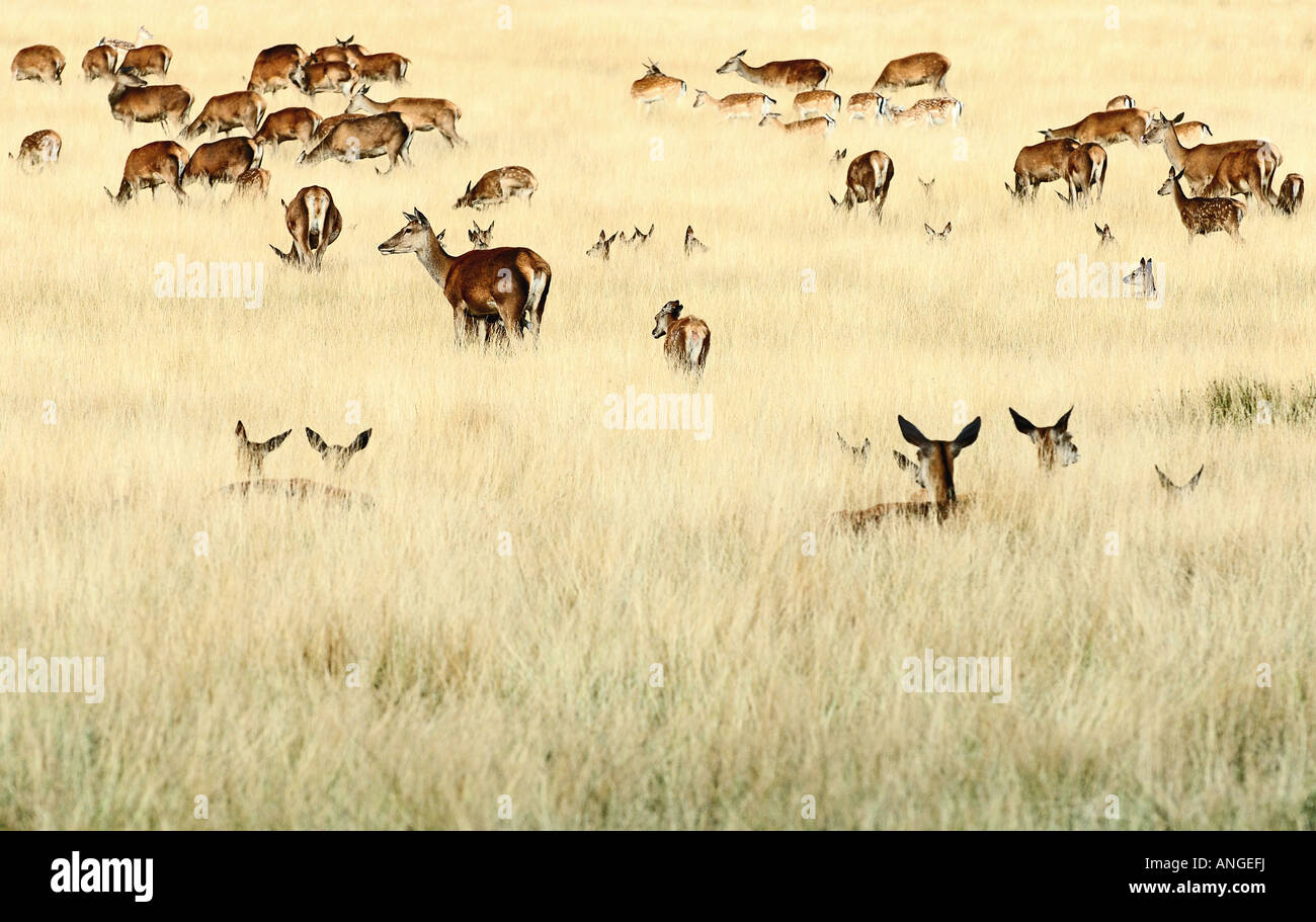 herd of red deer in richmond park london Stock Photo