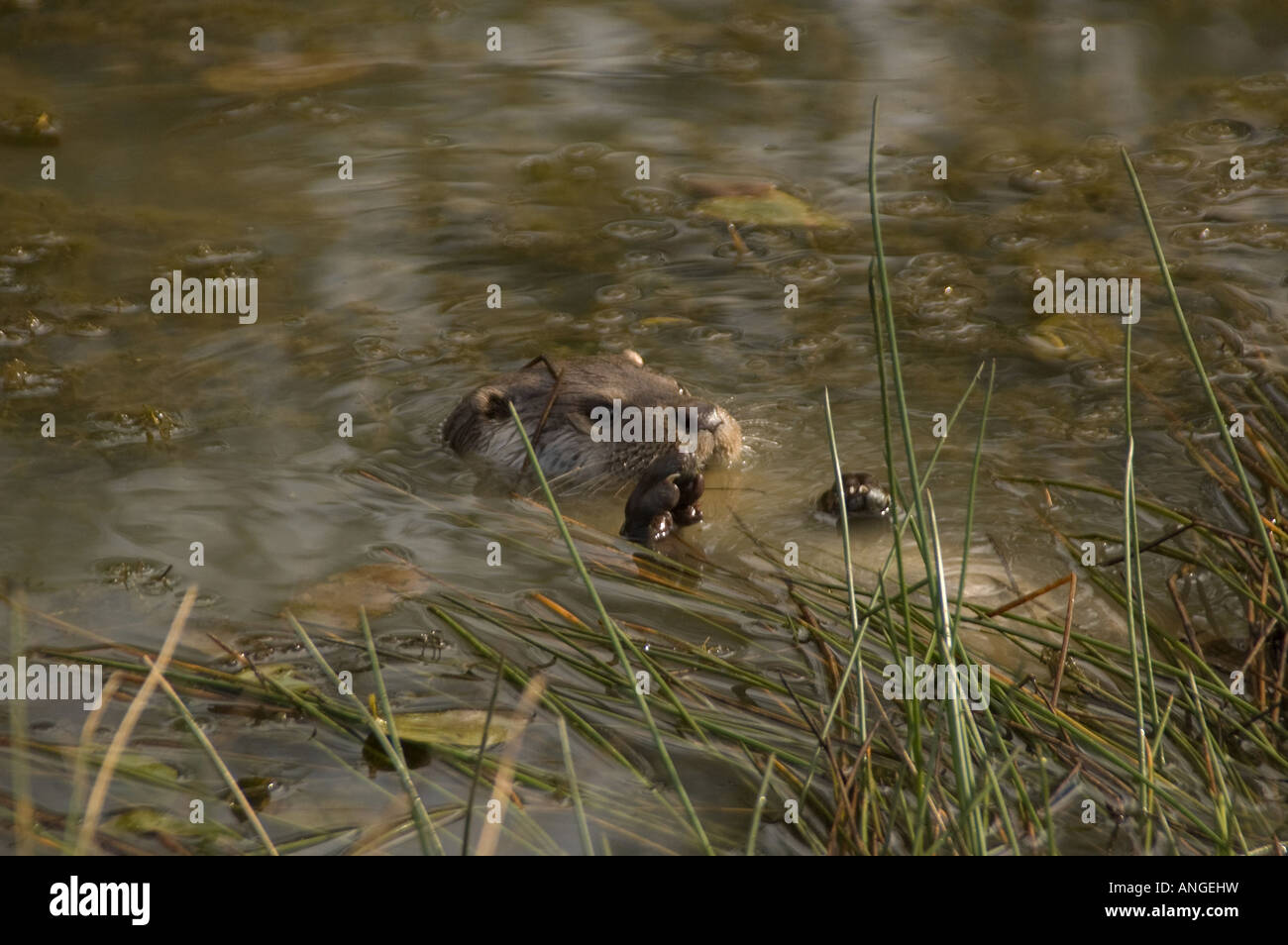 Otter Stock Photo