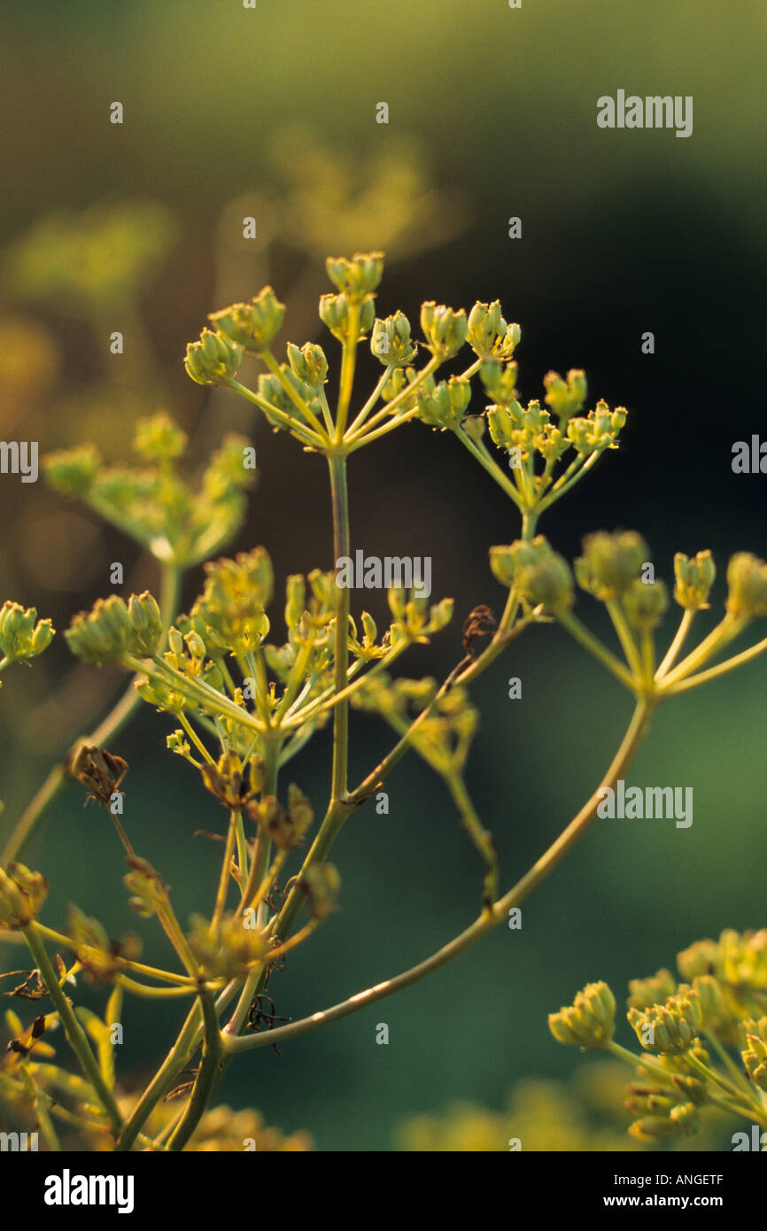 Stinking gum (Ferula assafoetida Stock Photo Alamy